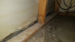 mold in the home